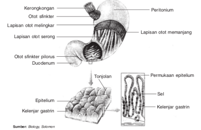 Organ-organ Pencernaan Manusia dan Fungsinya